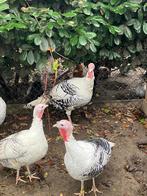 Ronquières kalkoen haan hermelijnkleurig, Dieren en Toebehoren, Mannelijk, Kalkoen