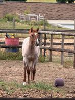 Quarter merrie en hengst, Moins de 160 cm, Plusieurs animaux, Cheval western, Ne s'applique pas