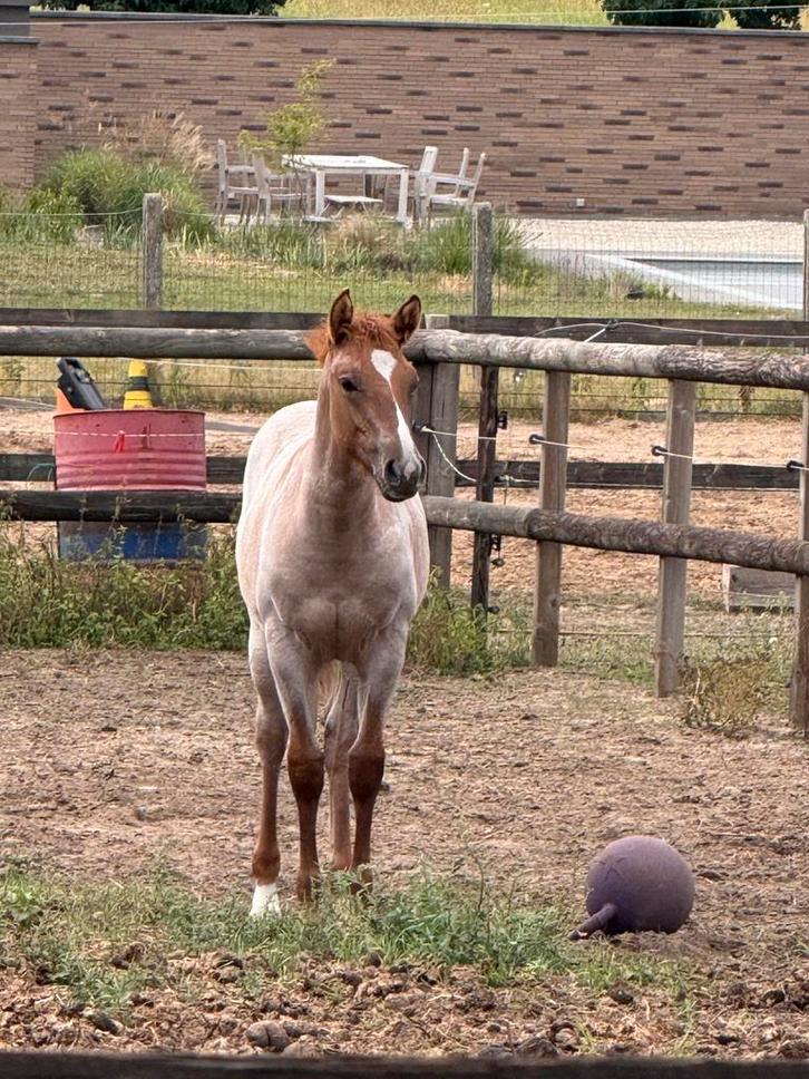 Quarter merrie en hengst, Animaux & Accessoires, Chevaux, Plusieurs animaux, Ne s'applique pas, Moins de 160 cm, 0 à 2 ans, Cheval western