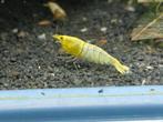 Caridina Yellow Bolt garnalen, Kreeft, Krab of Garnaal, Zoetwatervis