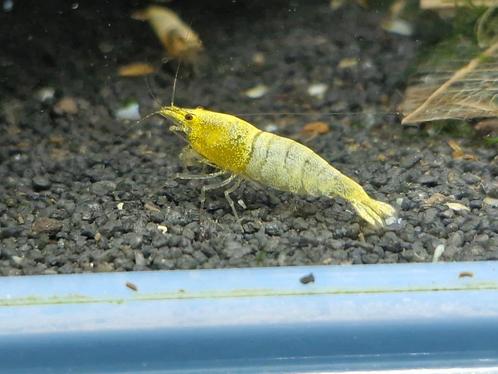 Caridina Yellow Bolt garnalen, Dieren en Toebehoren, Vissen | Aquariumvissen, Zoetwatervis, Kreeft, Krab of Garnaal