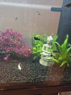 Black Molly Lyres, Dieren en Toebehoren