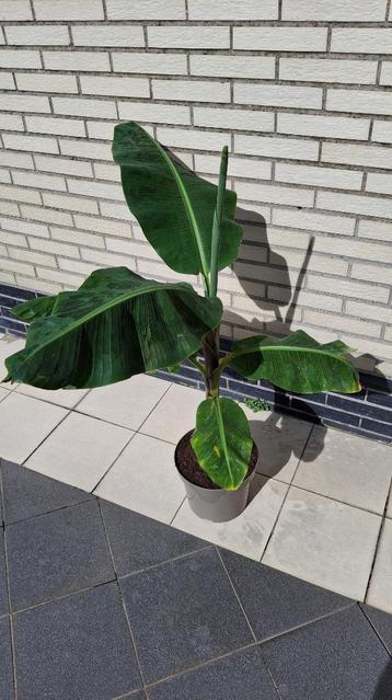 SPECIAAL!Bananenplant voor in huis (groeit max tot 2 m hoog) beschikbaar voor biedingen