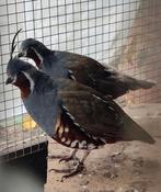 Bergkuifkwartel, Dieren en Toebehoren, Vogels | Overige Vogels, Geringd
