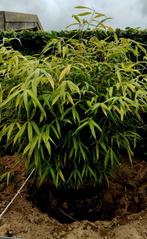 3 bamboeplanten gratis wel zelf uit te halen, Ophalen, Vaste plant
