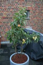 Miniatuur appelboom met mooie bloempot, In pot, Minder dan 100 cm, Lente, Overige soorten