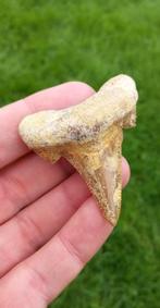 Otodus Sokolovi haaientand fossiel, Verzamelen, Mineralen en Fossielen, Ophalen of Verzenden, Fossiel