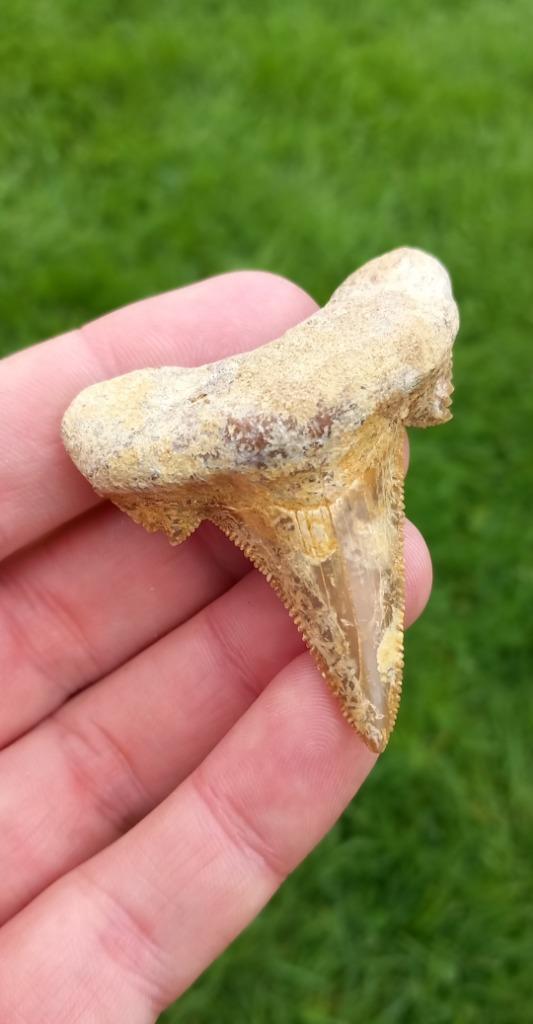 Otodus Sokolovi haaientand fossiel, Verzamelen, Mineralen en Fossielen, Fossiel, Ophalen of Verzenden