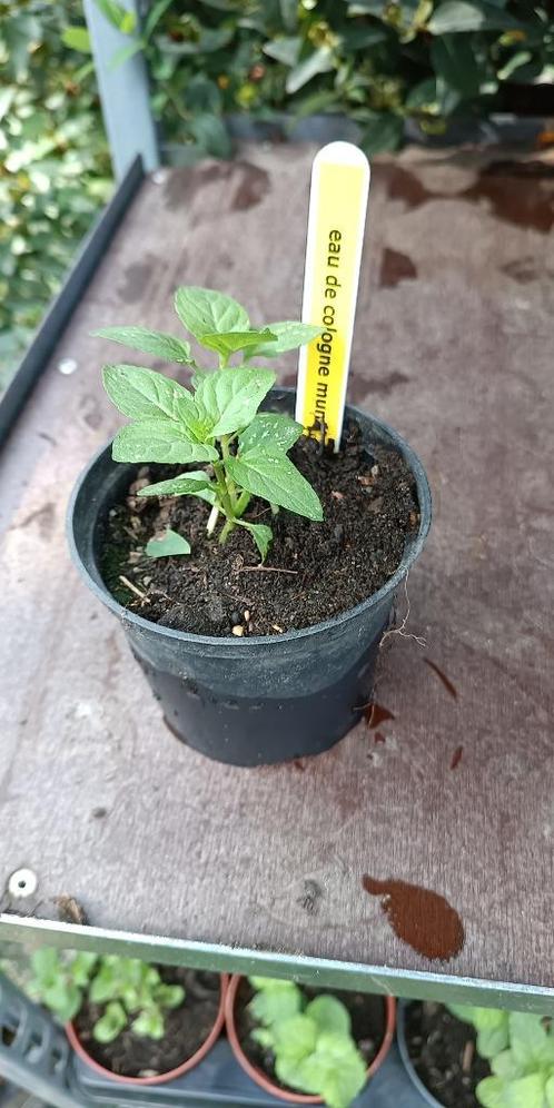 eau de cologne munt, Tuin en Terras, Planten | Tuinplanten, Vaste plant, Kruiden, Halfschaduw, Zomer, Ophalen of Verzenden