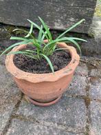 agapanthus blauw in pot, Plein soleil, Enlèvement, Autres espèces, Été