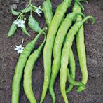 Cetinel | Peper Plant | Laatste stuk, Tuin en Terras, Ophalen