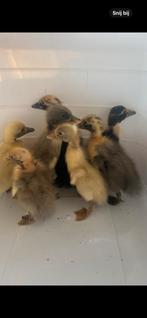 Loopeendjes te koop, Dieren en Toebehoren, Eend