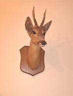 Opgezette reebok / hert met gewei - taxidermie, Verzamelen, Dierenverzamelingen, Ophalen of Verzenden, Gebruikt, Hert, Gewei of Kop