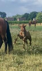 Meerdere PRE s (Andalusier s) te koop, Dieren en Toebehoren, Paarden, Hengst