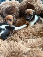 😍 Dwergteckel piebald pups 😍, Dieren en Toebehoren, België, CDV (hondenziekte), 8 tot 15 weken, Korthaar