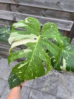Monstera Thai Constellation, Ophalen of Verzenden
