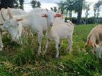 3 melkgeiten geboren in maart 2025, Dieren en Toebehoren, Schapen, Geiten en Varkens, Meerdere dieren, Geit, 0 tot 2 jaar