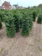 Taxus baccata van 1 tot  2 meter, Tuin en Terras, Ophalen, Taxus, Haag, 100 tot 250 cm