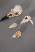 Collection crânes animaux cabinet de curiosités, Comme neuf, Crâne, Autres, Enlèvement ou Envoi