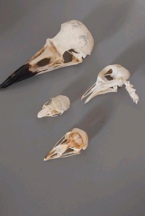 Collection crânes animaux cabinet de curiosités, Collections, Collections Animaux, Comme neuf, Crâne, Autres, Enlèvement ou Envoi