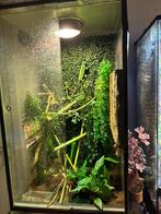 Helmkameleon met terra compleet !, Dieren en Toebehoren, Reptielen en Amfibieën, 0 tot 2 jaar, Met terrarium, Amfibie