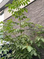 Notelaar notenboom walnoot, Tuin en Terras, Ophalen, Overige soorten, 250 tot 400 cm