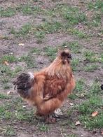 zijdehoender haan, Dieren en Toebehoren, Mannelijk, Kip