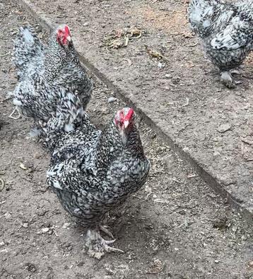 Mechelse Kalkoenkop broedeieren gezocht beschikbaar voor biedingen