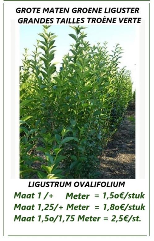 GROENE HAAGLIGUSTER 1,5 - 1,75 METER OPNIEUW VANAF OKT/NOV., Tuin en Terras, Planten | Struiken en Hagen, Haag, Liguster, 100 tot 250 cm
