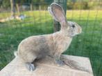 Jonge vlaamse reus, Dieren en Toebehoren, Konijnen