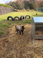 JEUNE BOUC, Dieren en Toebehoren, Schapen, Geiten en Varkens