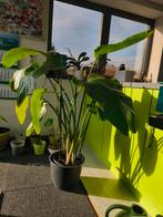 Plante géante en forme d'oiseau de paradis Sterlitzia Nicola, Maison & Meubles, Plantes d'intérieur, Enlèvement, 100 à 150 cm