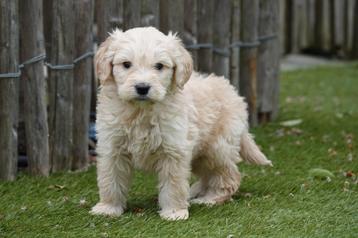 Prachtige medium Goldendoodle pups  beschikbaar voor biedingen
