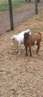 Dwerggeitjes miekes, Dieren en Toebehoren, Schapen, Geiten en Varkens, Geit