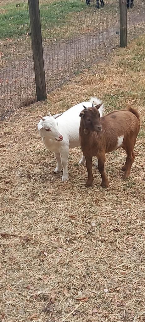 Dwerggeitjes miekes, Dieren en Toebehoren, Schapen, Geiten en Varkens, Geit