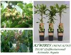 ACTIE: 1 KIWIBES "ISSAÏ" + 1 KIWIBES "VITIKIWI"= 15€ PER DUO, Zomer, Vaste plant, Fruitplanten, Ophalen of Verzenden