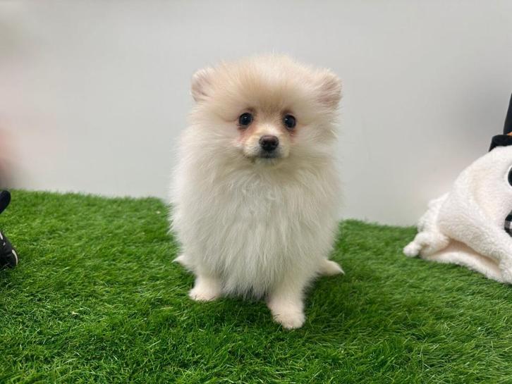 Dwergkeeshond pup, Dieren en Toebehoren, Honden | Poolhonden, Keeshonden en Oertypen, Teef, Keeshond, Fokker | Professioneel, Eén hond