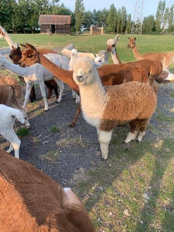 Alpaca hengst beschikbaar voor biedingen