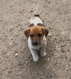Jack Russell pups, Dieren en Toebehoren, België, Fokker | Hobbymatig, Jack Russell Terriër, 8 tot 15 weken