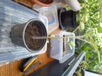 gratis tomatenplantjes, Tuin en Terras, Planten | Tuinplanten, Ophalen, Lente, Eenjarig, Halfschaduw
