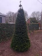 Prachtige taxussen te koop!, Tuin en Terras, Ophalen, Taxus, Haag, 100 tot 250 cm