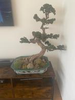 Bonsai, Ophalen