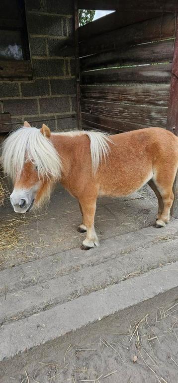 Heel kleine lieve merrie...
