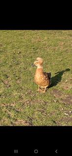 Diverse hanen, 8 kuifeenden en chabo haantjes te koop, Dieren en Toebehoren, Meerdere dieren, Kip