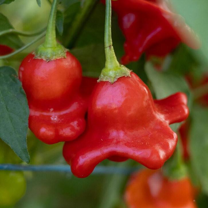 Rocotillo - Peper zaden, Tuin en Terras, Bloembollen en Zaden, Verzenden