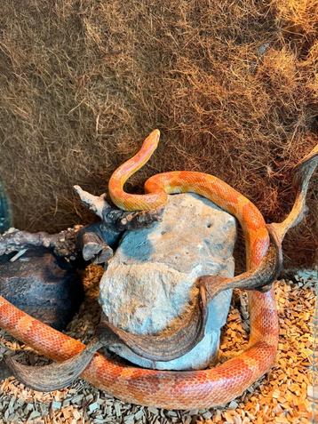 vrouwelijke slang met terrarium, Animaux & Accessoires, Serpent, Avec terrarium