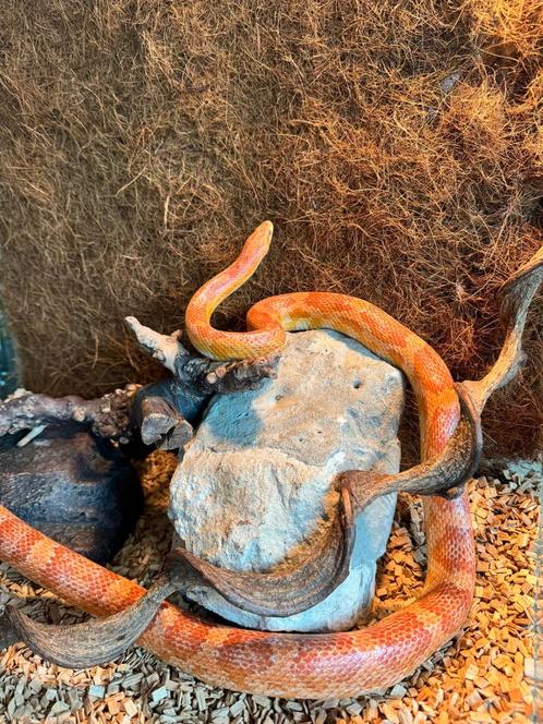 korenslang vrouwelijke slang met terrarium, Dieren en Toebehoren, Reptielen en Amfibieën, Slang, Met terrarium
