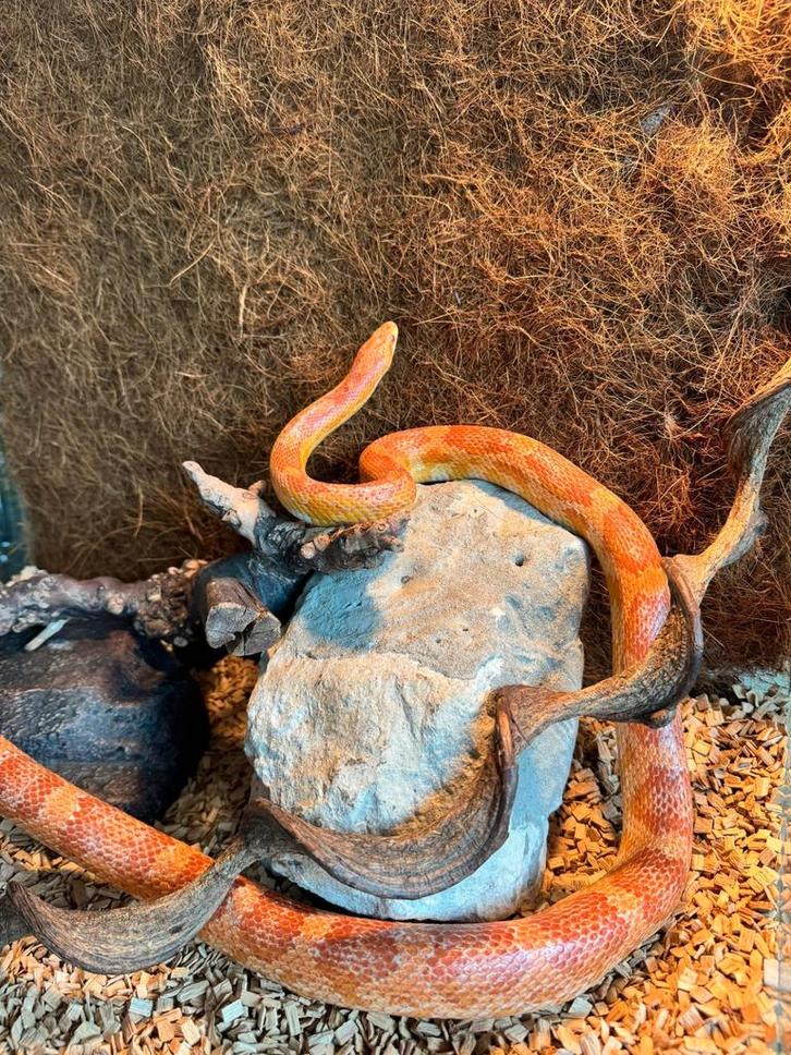 korenslang vrouwelijke slang met terrarium, Dieren en Toebehoren, Reptielen en Amfibieën, Slang, Met terrarium