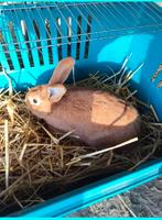 Vaal van Bourgondië te koop