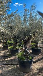 Olijfbomen olea europaea!, Tuin en Terras, Planten | Bomen, Ophalen